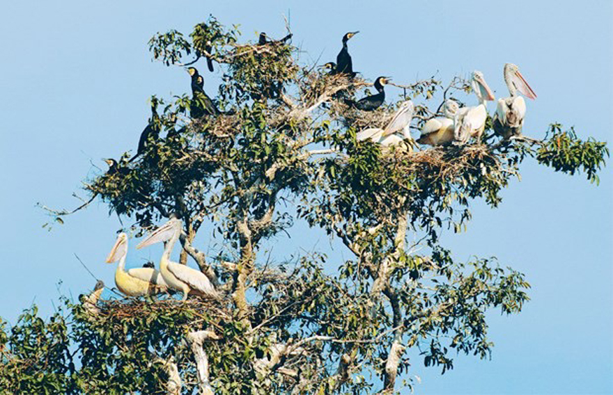 Prek Toal bird sanctuary