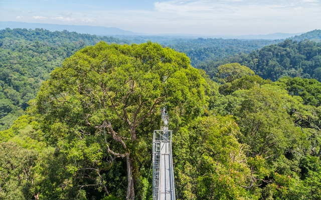 Brunei’s Ulu Temburong National Park is home to virgin rainforest