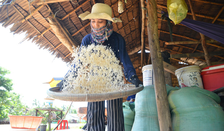 A villager in Kampong Thom province makes ambok, or rice flakes, which is set to get GI, among other goods. KT/Pann Rachana