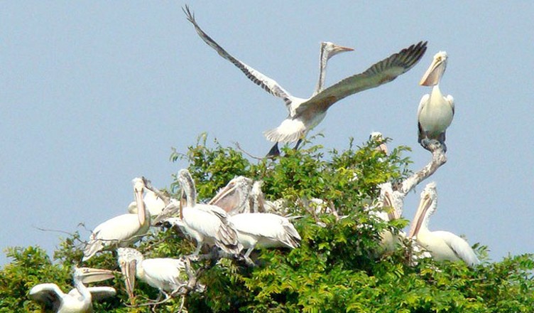 Prek Toal bird sanctuary