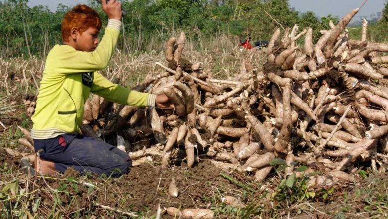 Cassava Price Remains Steady