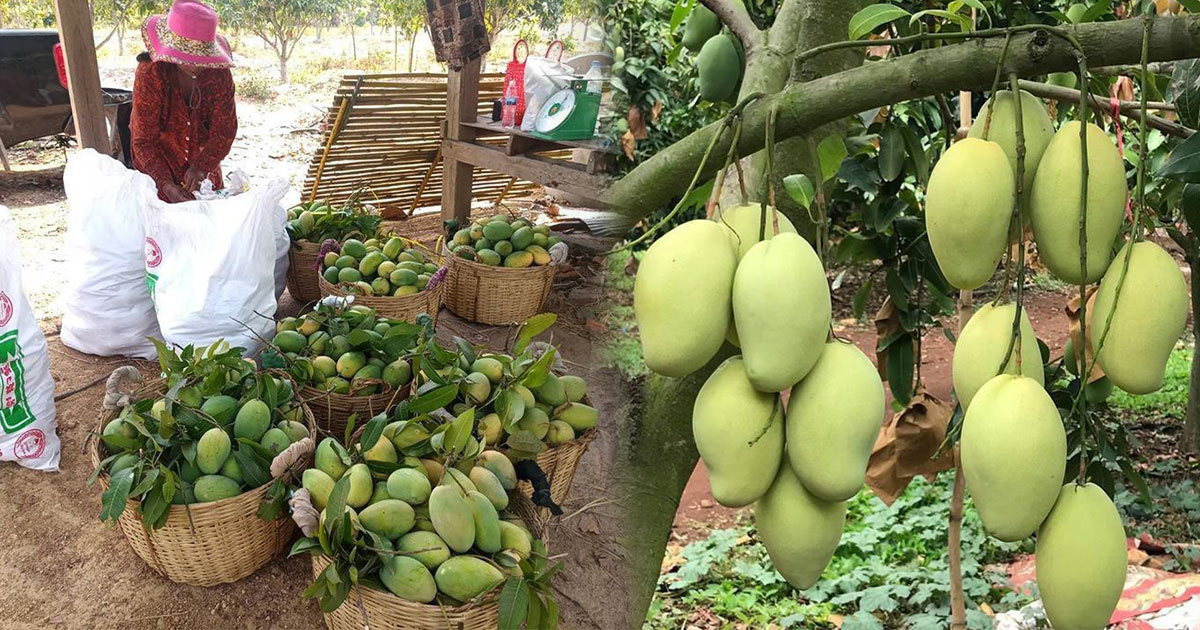 Cambodian Mangoes Popular in South Korea