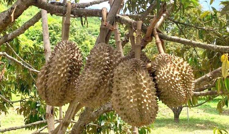 Durian lovers to feast on Kampot durians