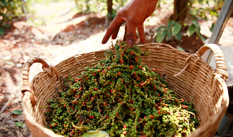 Cambodian Pepper Price Expected to Rise Next Year