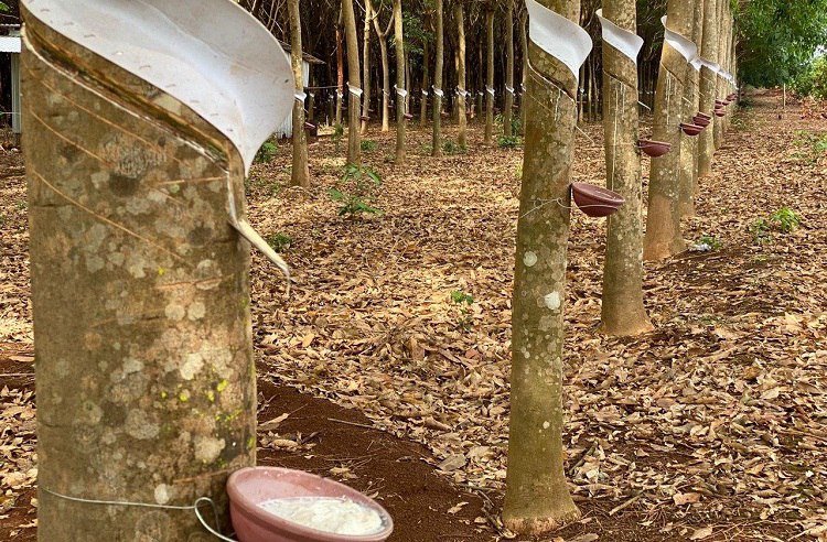 Rubber exports stretch 17%