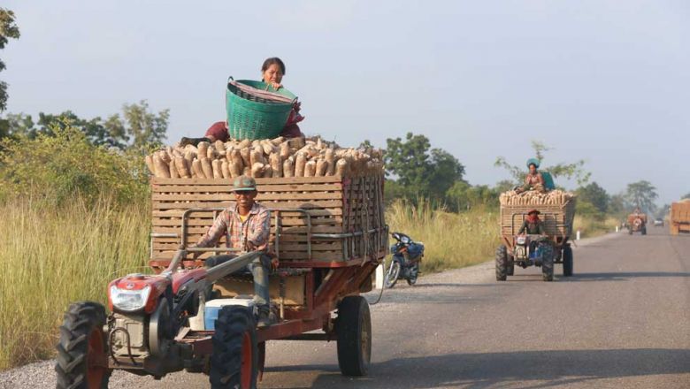 New law a boon for cassava exports