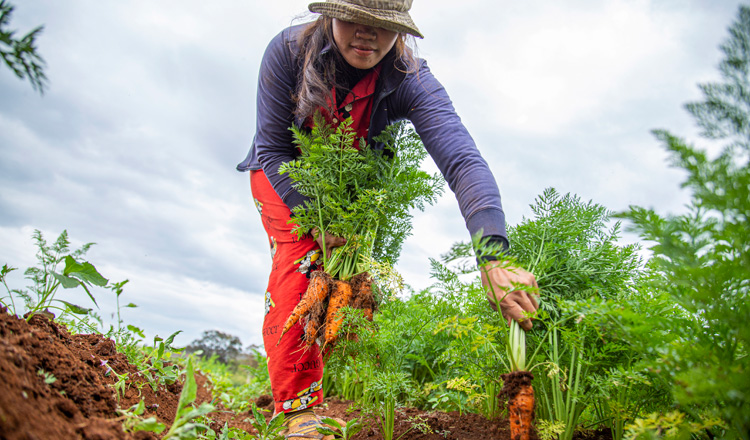 Contract Farming in Mondulkiri Fruit and Vegetables Rolling Out