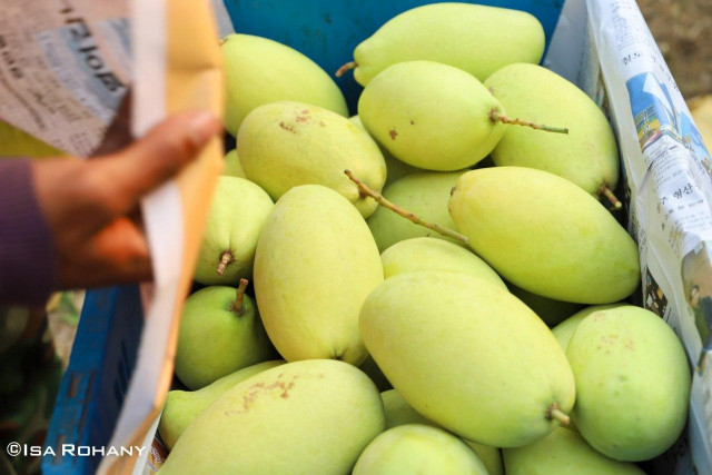 Kingdom expects 100,000 tonnes of fresh mango shipments to China