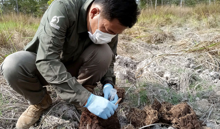 FFI performs genetic analysis of elephant dung samples to determine population