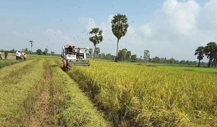 Milled rice export to EU expected to increase