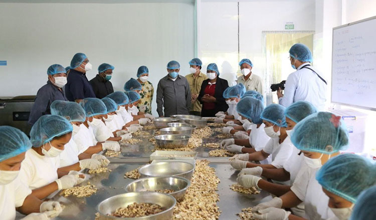 Cambodia set to increase exports of processed cashew nuts to Europe, USA, Canada, China and Australia markets