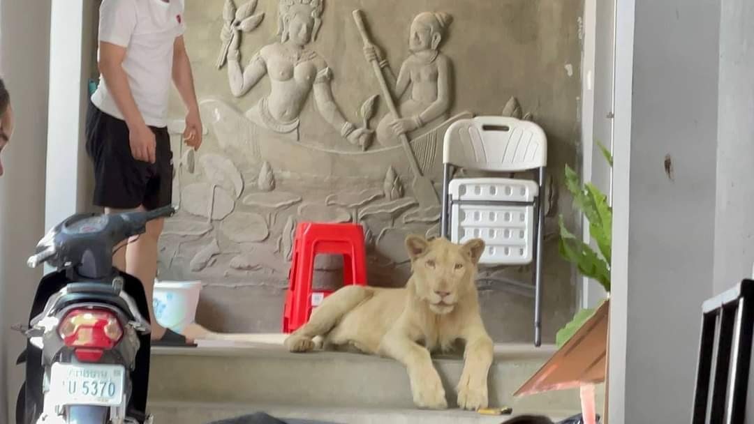 Lion who lived in Phnom Penh villa to be returned to its Chinese owner, says PM