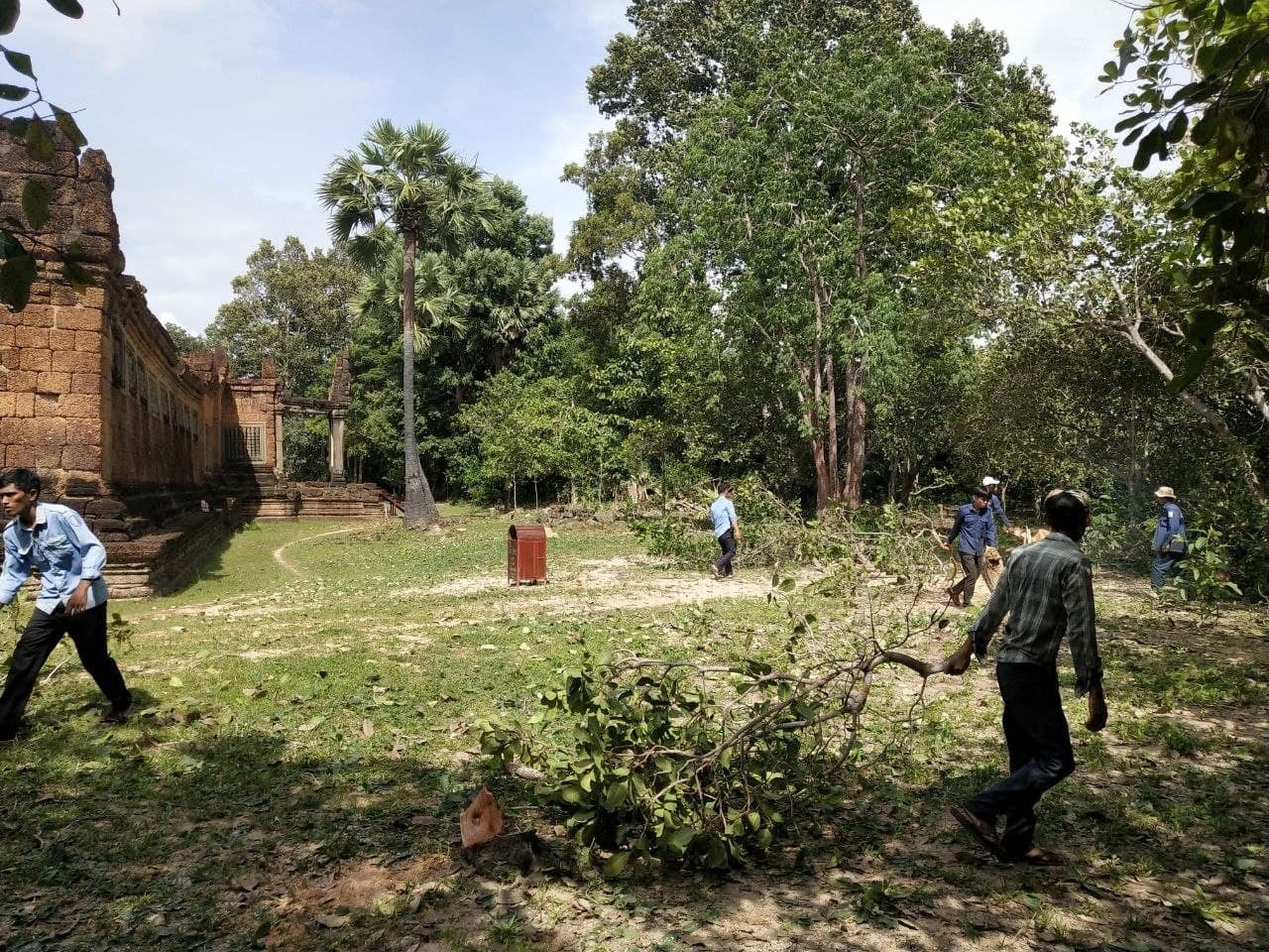 APSARA National Authority removes high-risk trees at Banteay Samre temple