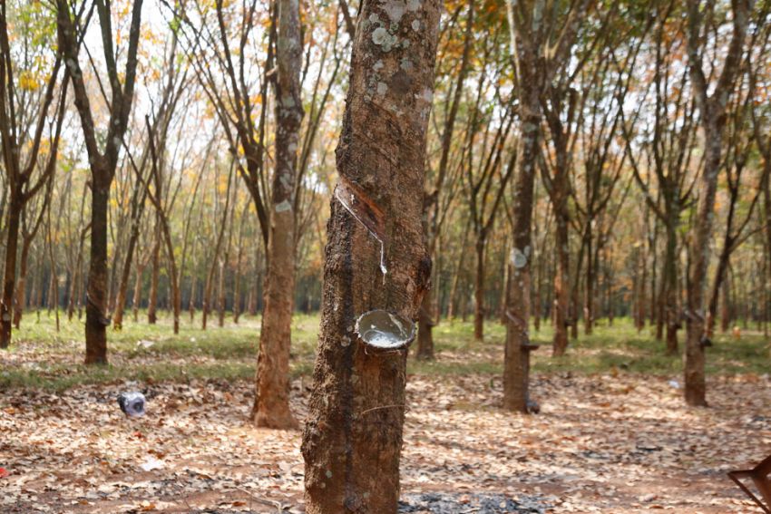 Cambodia nets $611 million in rubber and rubberwood exports in 2021
