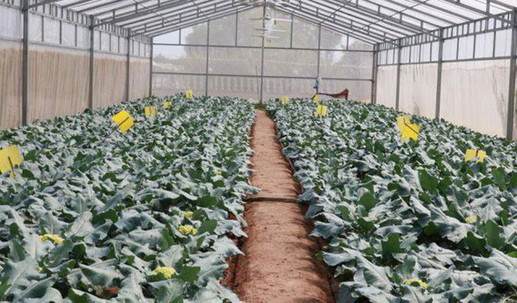 Kratie farmers ecstatic over success of greenhouse farming