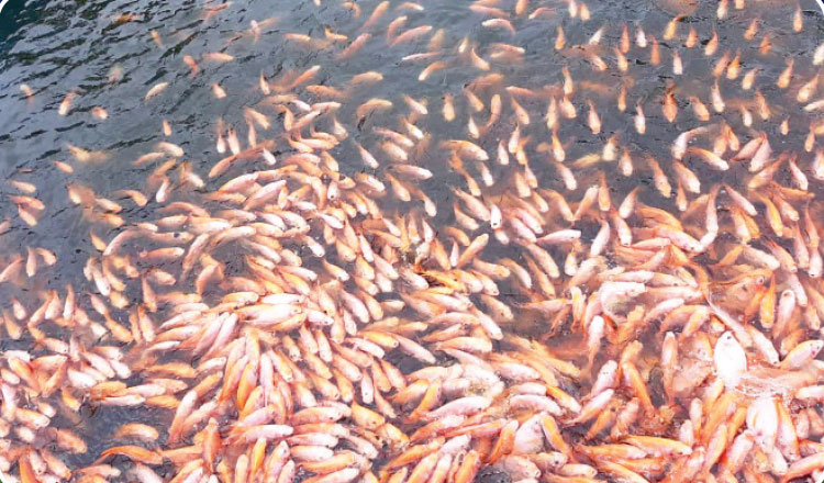 CP expands aquaculture business in order to promote fisheries in Cambodia
