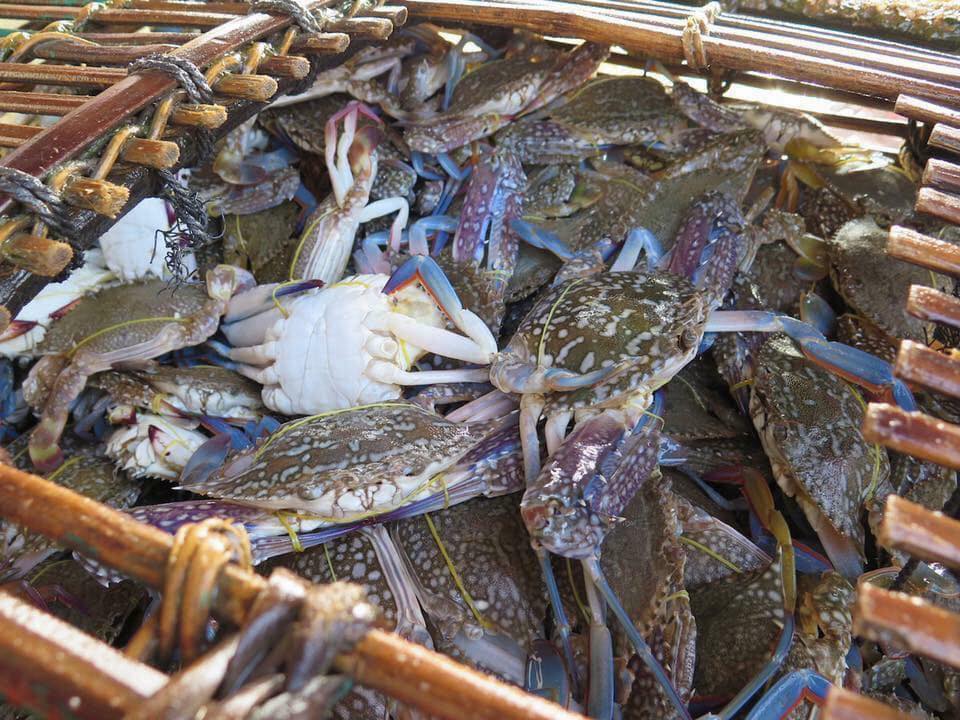 Cambodia eyeing marine produce harvests, especially to China